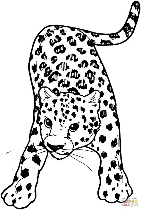 Printable Leopard Pictures